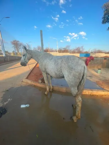 Cavalo bom e barato