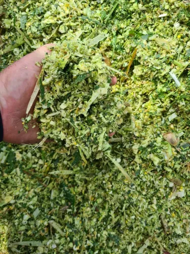 Vendo silagem de milho , saco 30kg