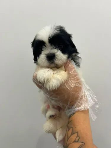 Filhote shih tzu, O amor verdadeiro vem com patas fofinhas!