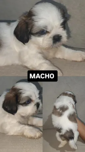 Shitzu promoção 