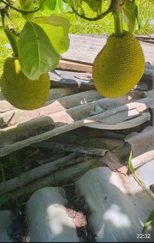 Terreno na fazendinha são Vicente