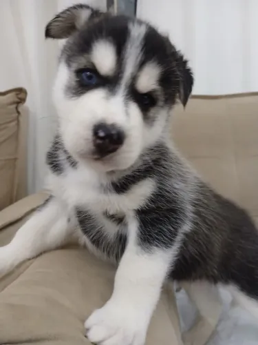 Filhote de Husky Siberiano