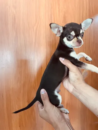 Chihuahua mini macho