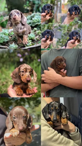 Filhotes Basset Dachshund - Salsichinhas