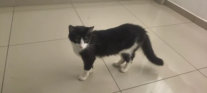 Doação de Gatos 