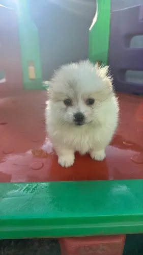 Spitz alemão macho 
