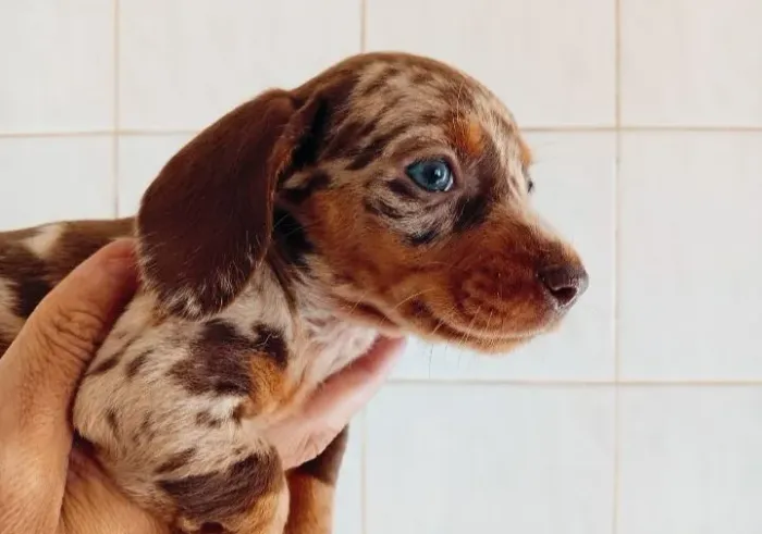 Dachshund salsicha mofados e sólidos filhotes basset