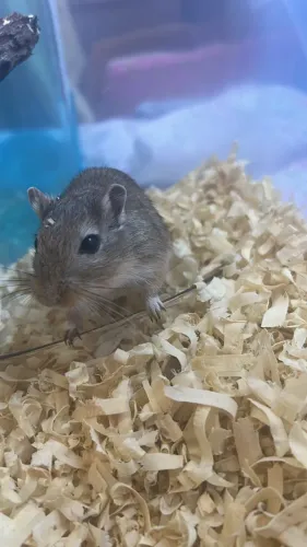 Gerbil