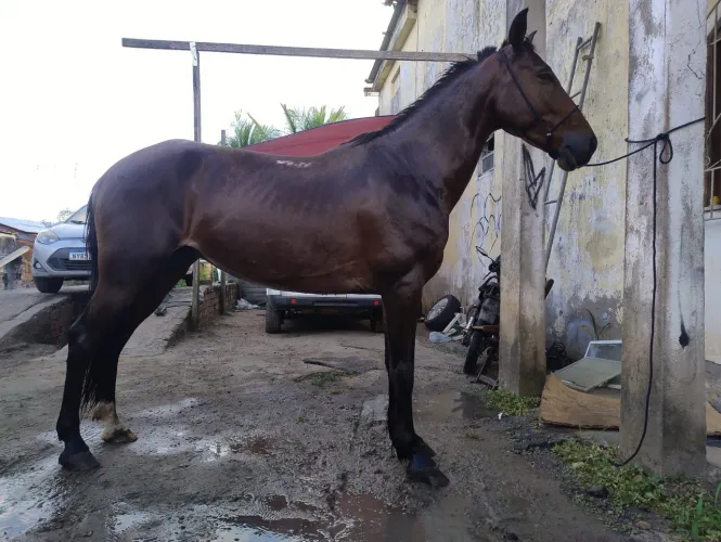 Cavalo ? marcha picada