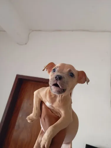Filhote de América Bully