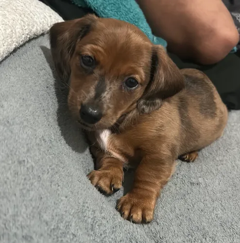 Dachshund salsichinha fêmea arlequim. 