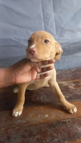 Filhote de American Staffordshire Terrier com Labrador