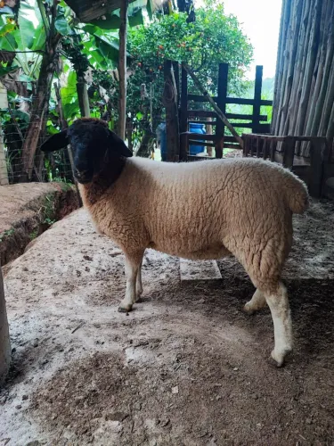 Ovelha carneira borrega fêmea dorper pura