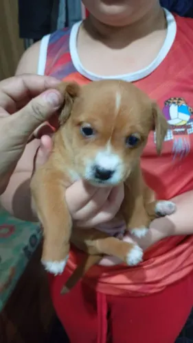 Cachorro pra doação porte médio