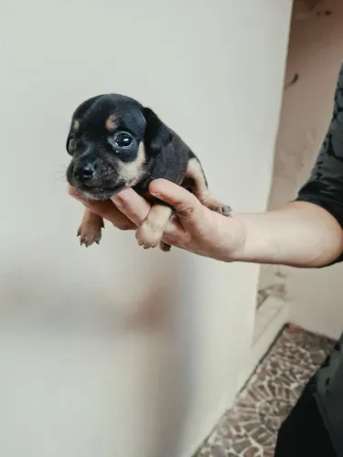 Pinscher 1 macho *