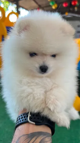 Spitz Alemão/ Lulu da Pomerânia