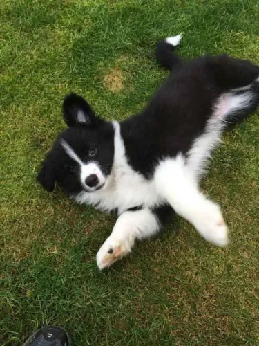 Filhote border collie, O Cãozinho Perfeito Para Você Está a Um Passo!