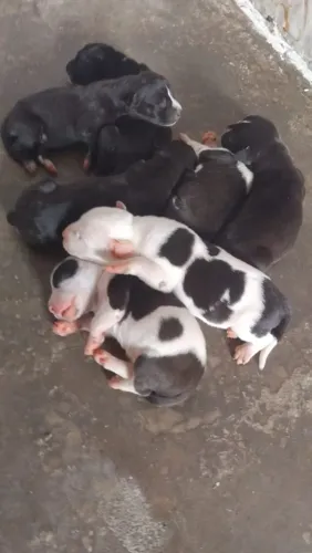 Filhotes de Pitbul puro com fila mestiço
