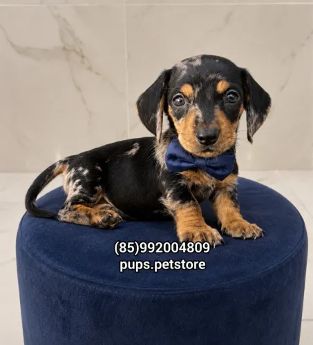 Dachshund(salsichinha) arlequim macho 