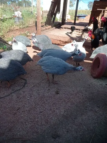 Venda de Angolas adultas