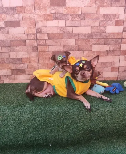Filhote chihuahua Chocotan pêlo longo (menino)