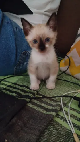 Gato macho para adoção 