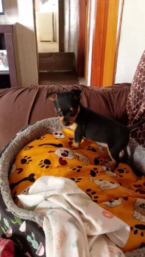 Animais