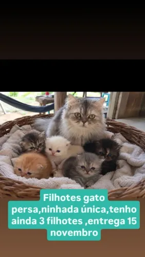 Gatos persas filhotes