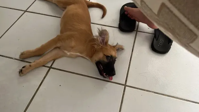 cachorrinha filhote 