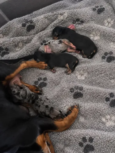 Dachshund Techel (salsichinha)