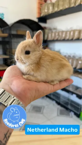 Menores raças de coelhos do mundo (Roedores CWB) 