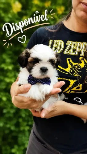 Shih Tzu O doguinho que todos querem levar para casa