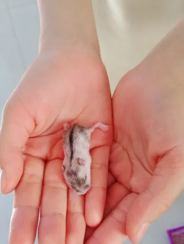Hamster ?