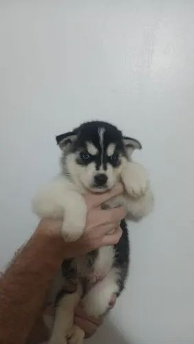Filhotes de Husky