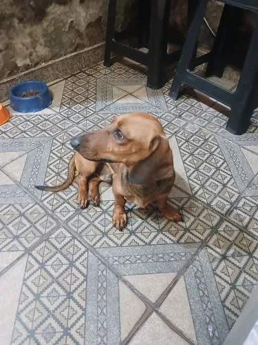 Filhote Fêmea e Macho Basset (Salsicha) 