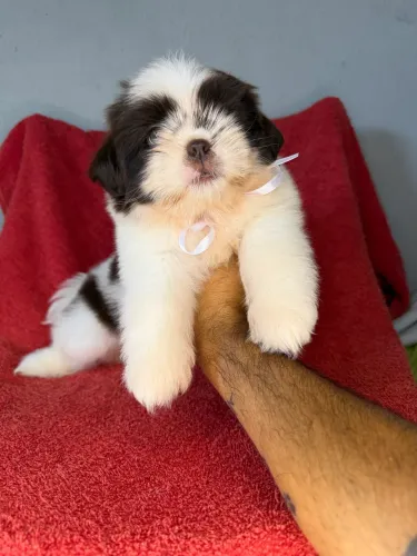 Shih tzu macho exótico