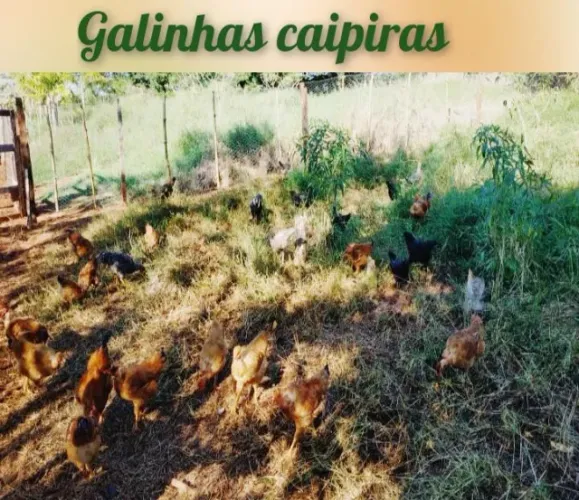 COMODATO RURAL/PARCERIA