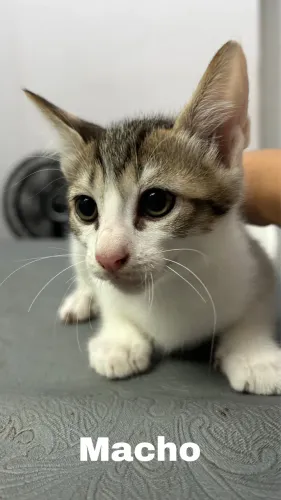 Gato macho para adoção