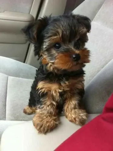 Filhote Yorkshire Terrier, Seus melhores dias começam com um filhote ao seu lado!