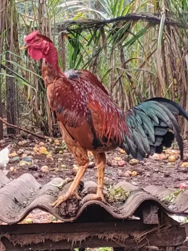 Vende-se galo caipira
