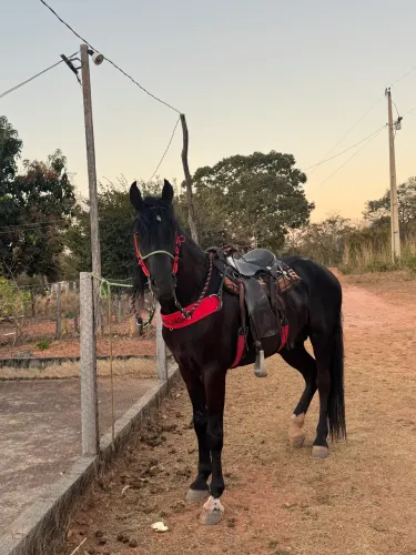 Cavalo manga larga 