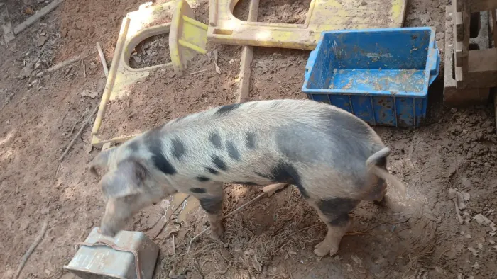Porco a venda