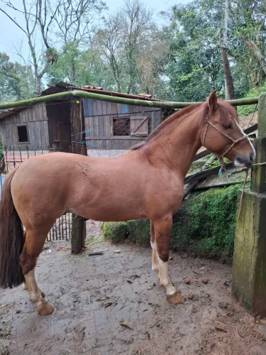 Cavalo crioulo