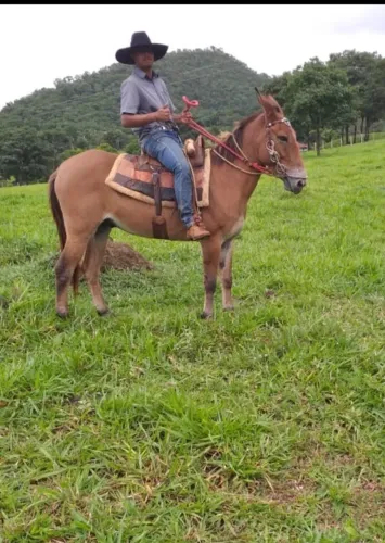 Burro Ruão