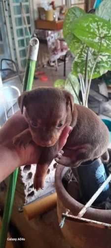 Tenho um lindo Pincher pra venda 
