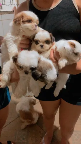 Shih tzu