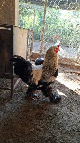 Galo Brahma Puro