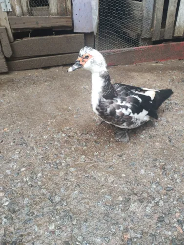 Casal de pato 