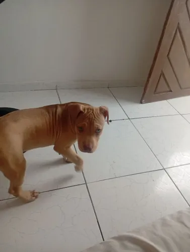 Cachorro Pitbull 3 meses