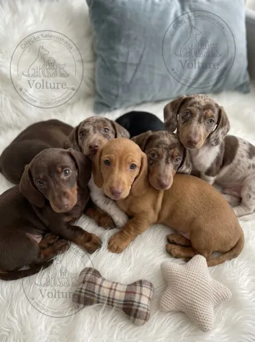Basset teckel dachshund salsichas parcelamos em 12x